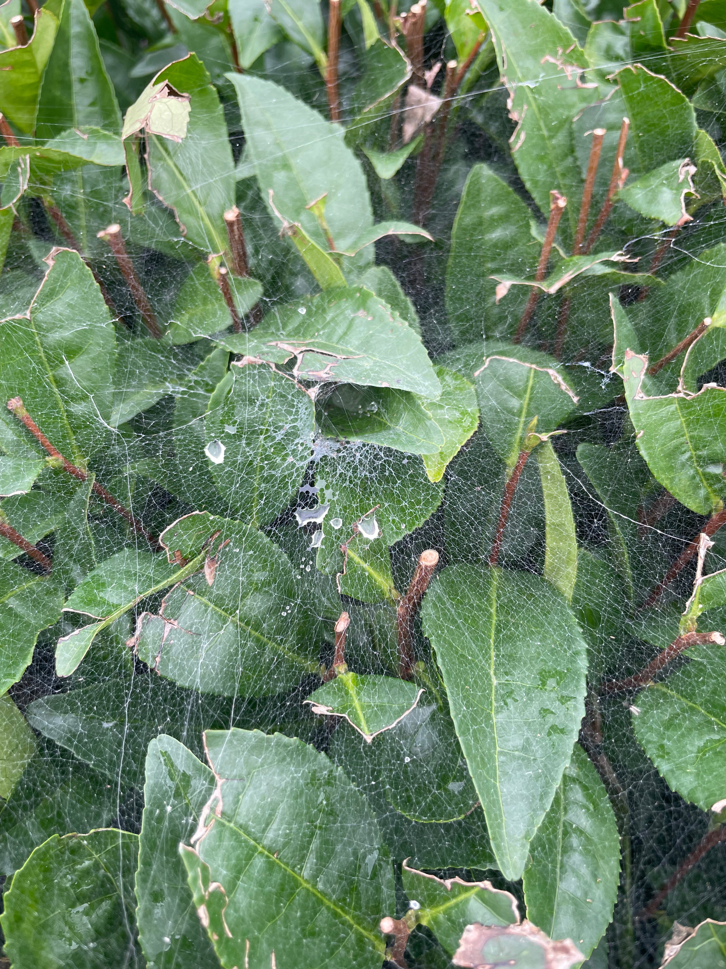 Maison Maizen Imperial Harvest, Single-Estate Organic Matcha, 100G BAG