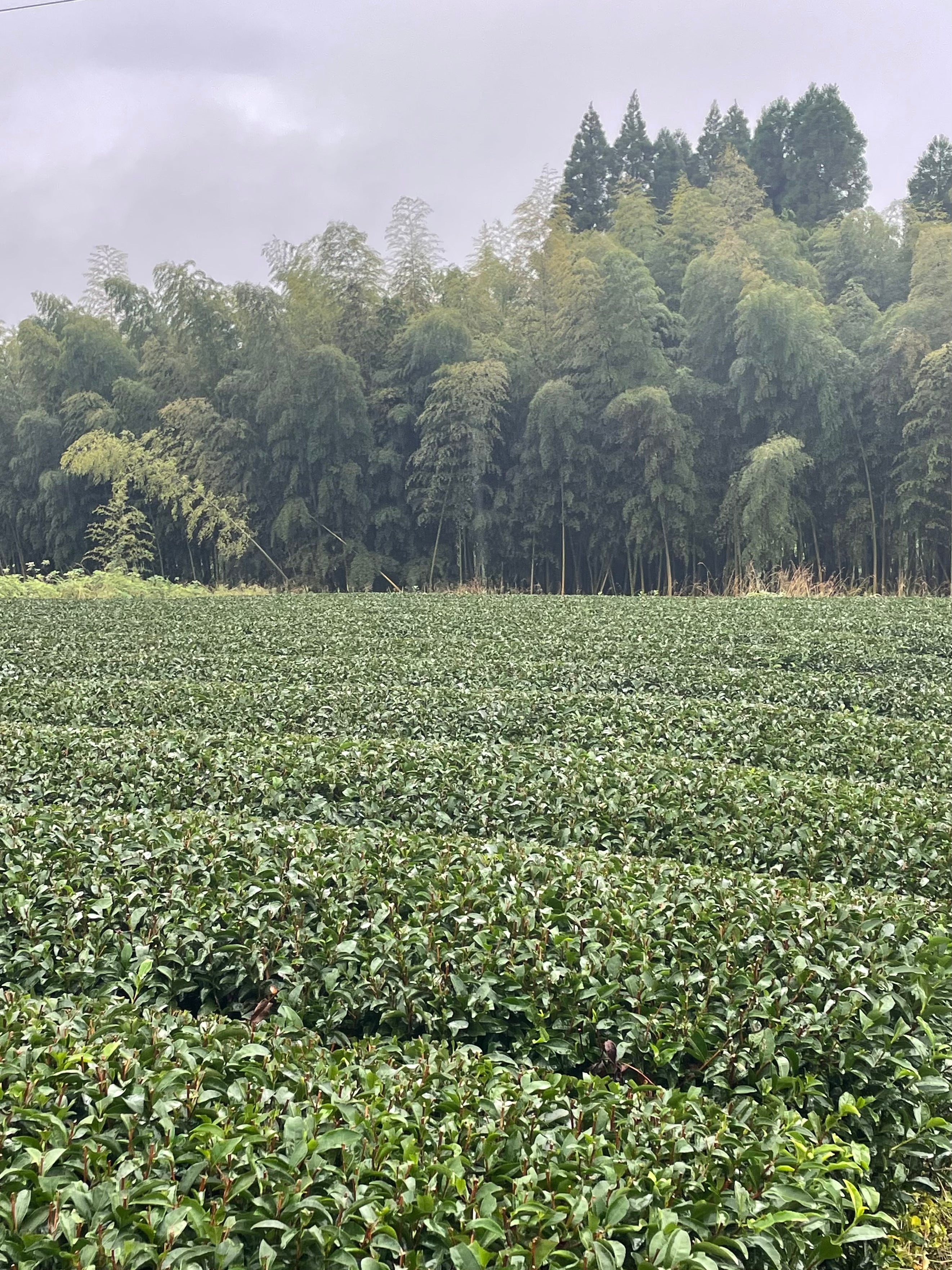 Maison Maizen Daily Ritual, Single-Estate Organic Matcha, 100G BAG